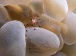 Soft Coral Shrimp